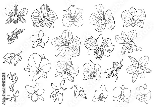 Fototapeta Naklejka Na Ścianę i Meble -  Hand drawn set of orchid flowers.