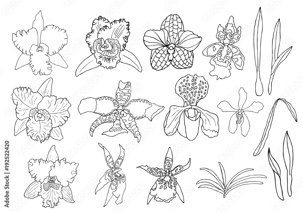 Hand drawn set of orchid flowers. Hand drawn set of orchid flowers.
