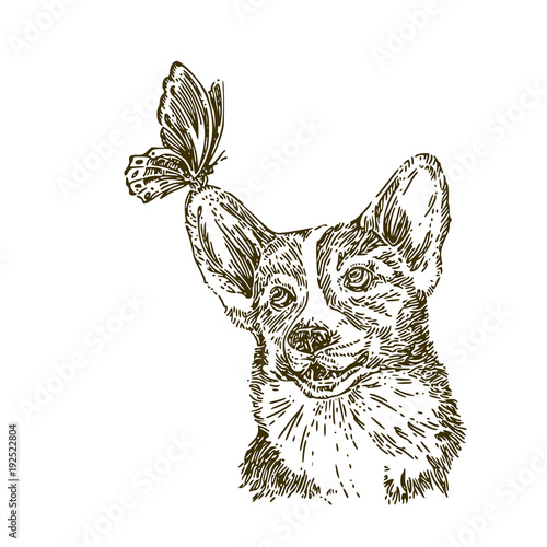 Cute dog corgi and butterfly sitting his ear. Sketch.  Engraving style. Vector illustration.