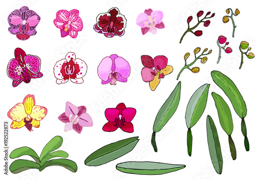 Hand drawn set of orchid flowers.