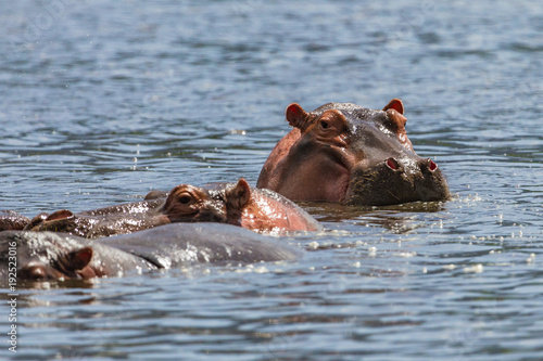 Hippopotamus at Ngorongoro Conservation Area, Tanzania.