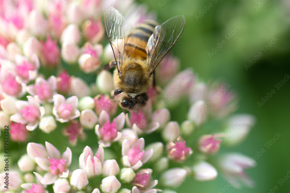 Bee on a flower of the Sedum (Stonecrop) in blossom. Bee on the pink Flower in the green Nature Bee on a flower of the Sedum (Stonecrop) in blossom. Bee on the pink Flower in the green Nature
