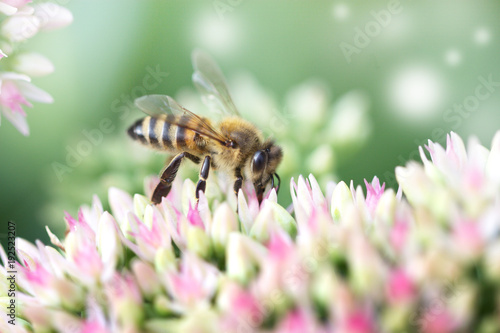 Bee on a flower of the Sedum (Stonecrop) in blossom. Bee on the pink Flower in the green Nature