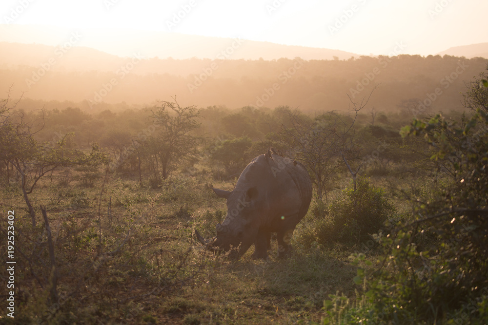 Naklejka premium Breitmaulnashorn bei Safari in Südafrika Nashorn im Sonnenuntergang