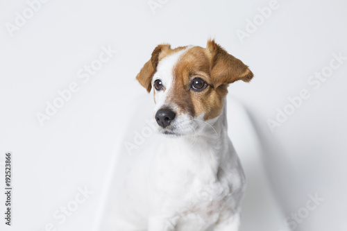 closeup Portrait of a cute young small dog sitting on a white chair. white background. Pets indoors. © Eva