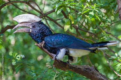 Silvery-cheeked hornbill at Lake Manyara National Reserve, Tanzania. photo