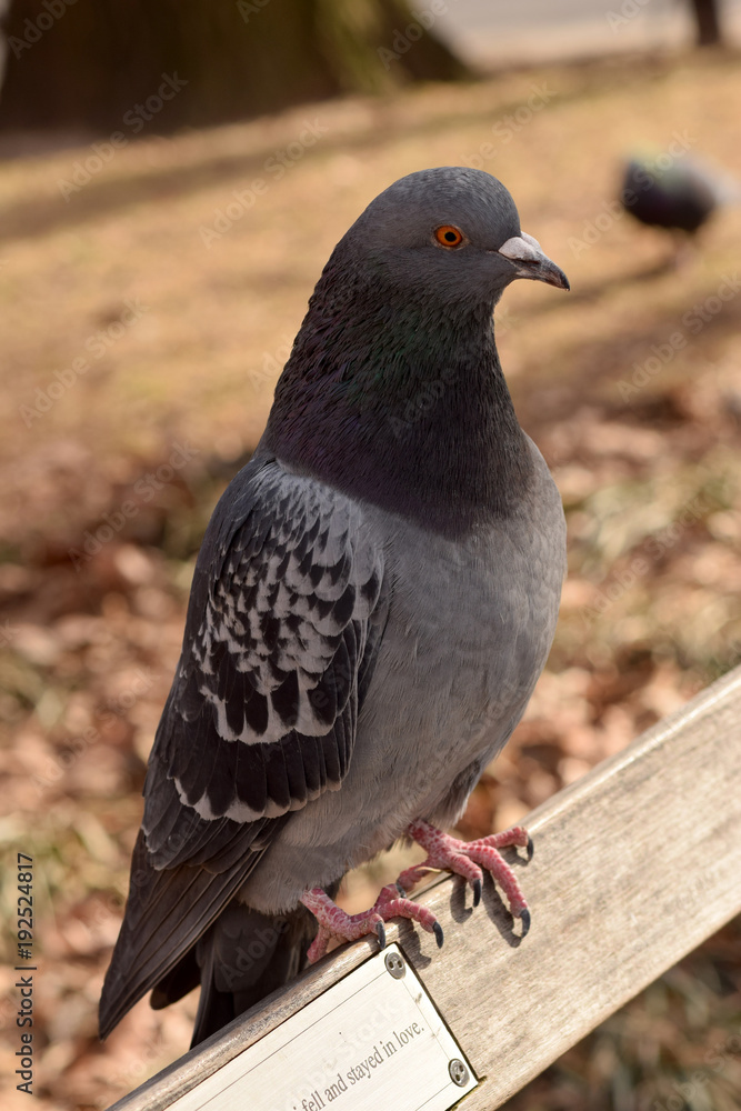Pigeons in the park with a brown background Pigeons in the park with a brown background