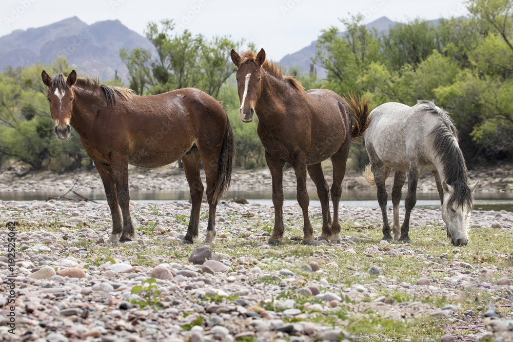 Wild Horses at the Lower Salt River near Mesa, Arizona USA