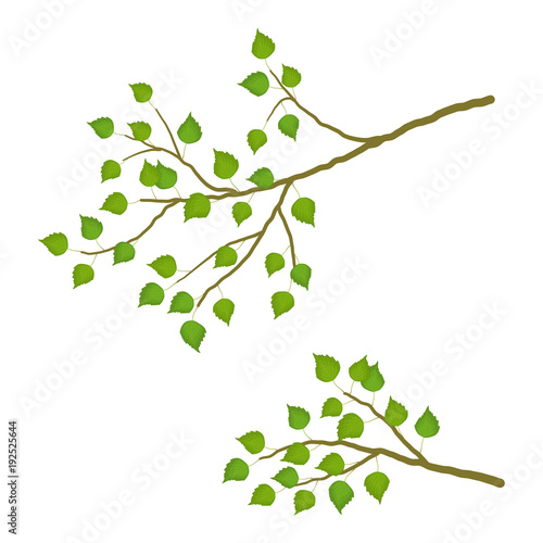 Branch of a birch on a white background. Branch of a tree with green leaves. It can be used as a design element in projects and compositions. Vector illustration.