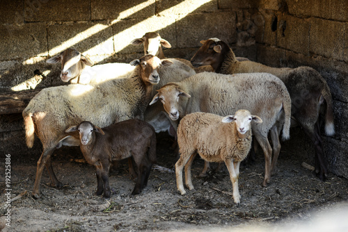 A herd of sheep standing in a yard on a farm.