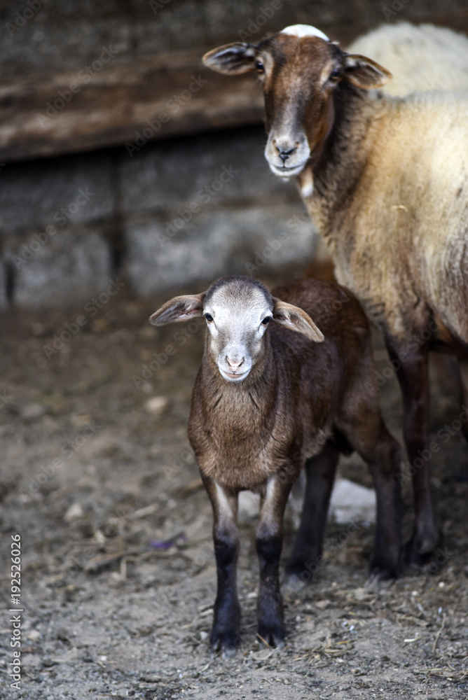 Sheep, small with mum, in the yard on the farm. Sheep, small with mum, in the yard on the farm.