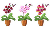 Hand drawn set of orchids in flower pots.
