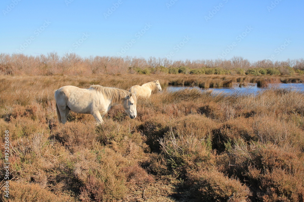 Fototapeta premium Chevaux blancs de Camargue, Le Gard, France