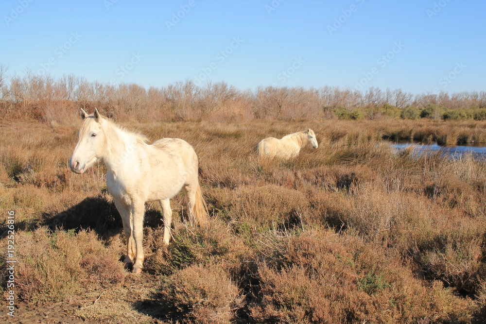 Chevaux blancs de Camargue, Le Gard, France Chevaux blancs de Camargue, Le Gard, France