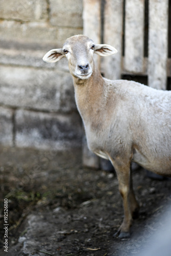 Portrait of a sheep in the yard on a farm. © Kozioł Kamila