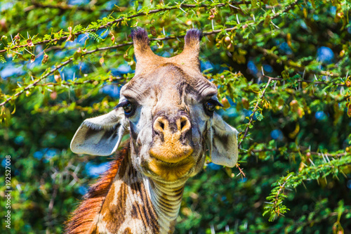 Giraffe in Tarangire National Park  Tanzania.