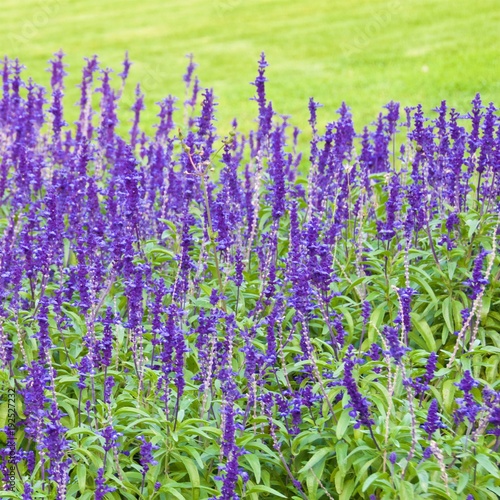 Mexican bush sage blooming in the park in Croatia © bleung