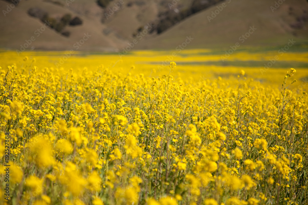 Obraz premium yellow mustard flowers in bloom sonoma california