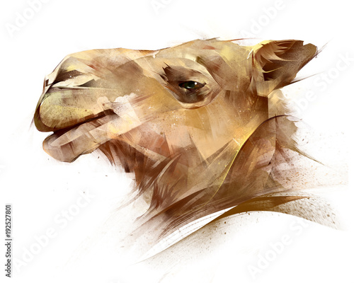 Obraz na płótnie painted portrait of an animal camel on the side