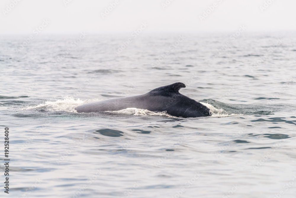 Back of a Whale Back of a Whale