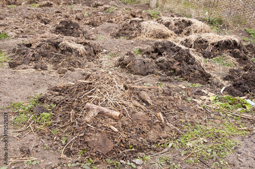 Wallpaper Mural Tarlaya dökülmüş doğal hayvan gübresi. Torontodigital.ca