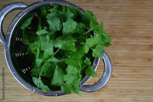 Washed cilantro in colander