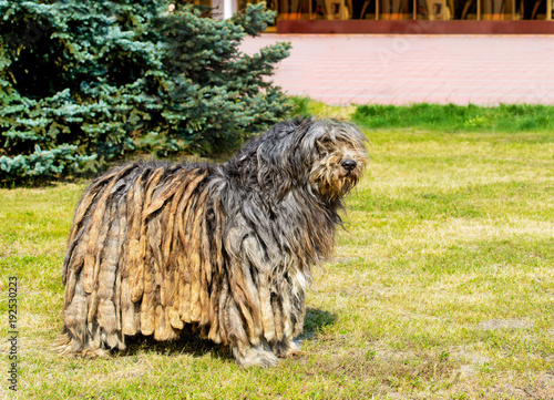 Obraz na płótnie Bergamasco Shepherd in profile