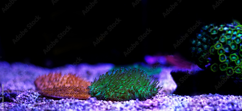 Fototapeta premium Fungia LPS coral