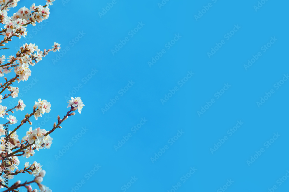 Spring blooming flowers branch over blue sky background Spring blooming flowers branch over blue sky background