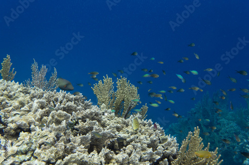 Impressive biodiversity in the reef