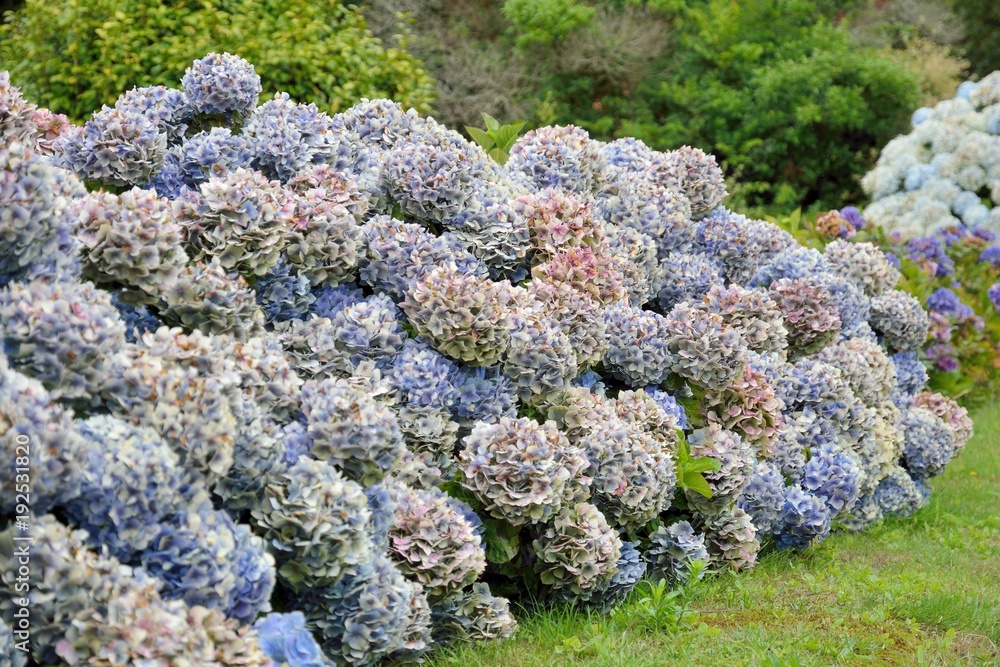 Joli massif d'hortensias en hiver