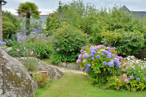 Jolis hortensias dans un jardin en Bretagne