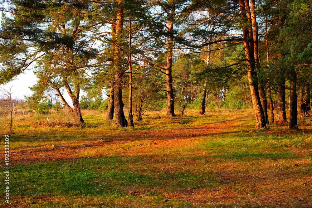 Bright morning in a pine forest in autumn.