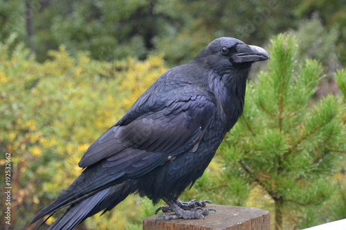 The Watchful Raven 2