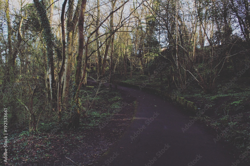 Fototapeta premium green forest