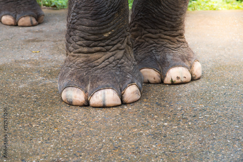 closeup elephant foot , Strong elephant  foot , elephant legs