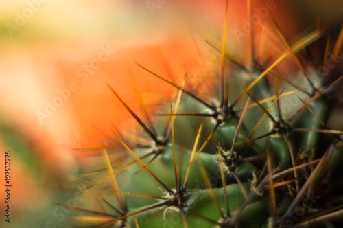 Fototapeta Naklejka Na Ścianę i Meble -  Cactus echinopsis tubiflora