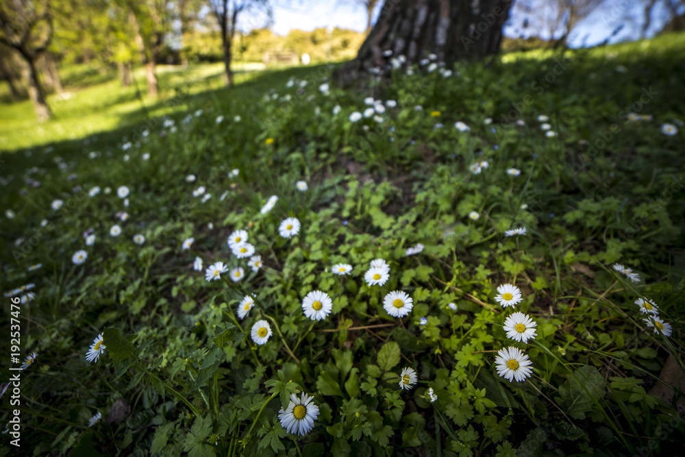 daisy on a grass near a tree 3