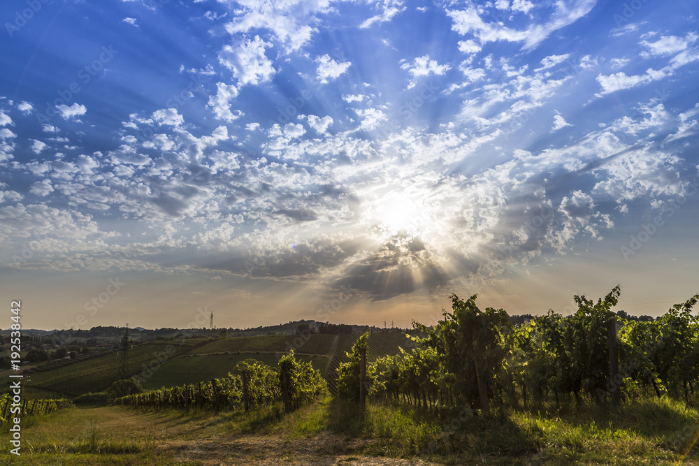 Obraz premium farming wine grape 
