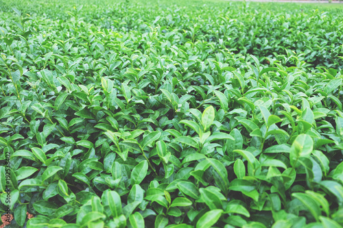 Green tea leaves in a tea plantation in morning