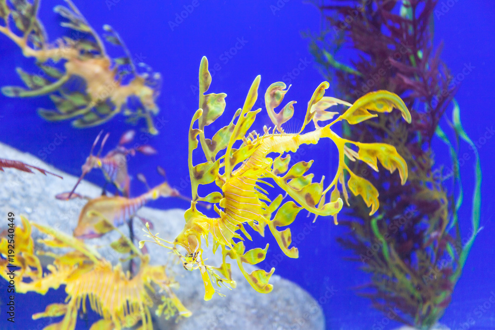 Fototapeta premium Leafy Sea Dragons