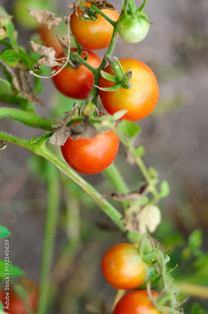 Tomato plant with ripe fruits in the vegetable garden in summer. Ripe natural tomatoes growing on a branch/Growing Tomatoes in the garden, close up