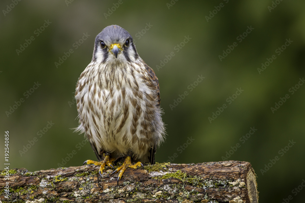 Merlin falcon