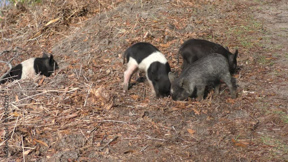 wild piglets feed in Florida wetlands wild piglets feed in Florida wetlands