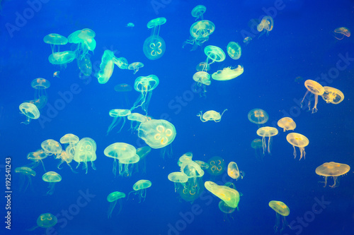 Artificially Illuminated Jellyfish