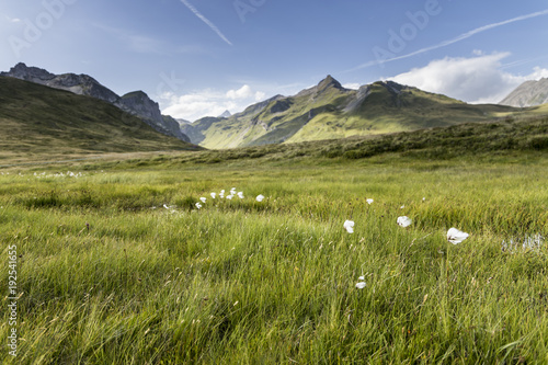 grass on high mountain