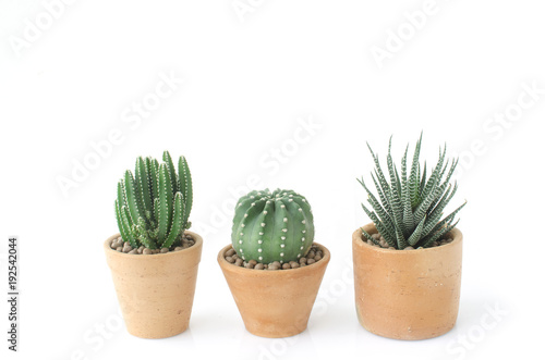 Cactus and Succulent clay pots house plants