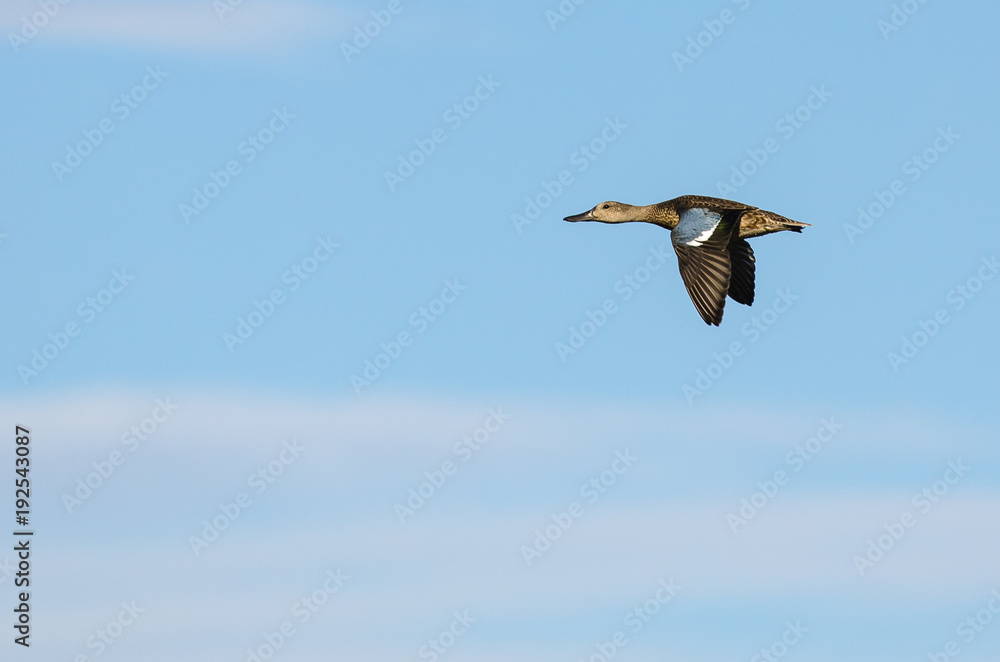 Blue-Winged Teal Flying in a Blue Sky Blue-Winged Teal Flying in a Blue Sky