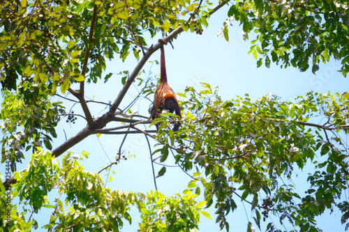 red howler monkey photo