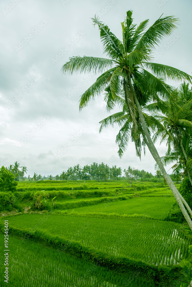 Obraz premium Palm trees are above rice terrace
